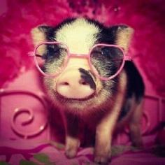 
                    
                        Piglets are such adorable creatures you cannot resist to give a second look at. Whether you have had cat or dog as your pets before or you have not had any pets, having a piglet can light up your life
                    
                