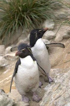 
                    
                        Falkland Islands - Penguins waddling toward the ocean #falklandisland #island #beach #antarctica #icebergs #ice #penguins #seals #birds #wildlife #adventure #experience #travel #traveltherenext #cruise
                    
                