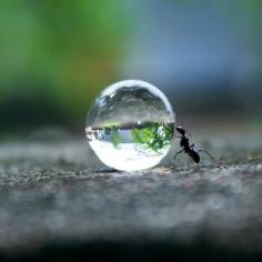 
                    
                        Twitter, Ant pushing a water droplet. Photo by Rakesh Rocky pic.twitter.com/VcesKD7PhR
                    
                
