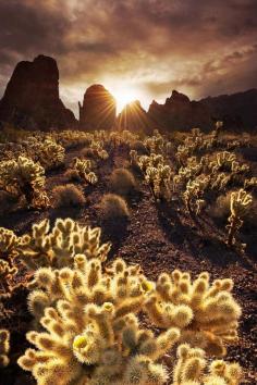 
                    
                        Sonoran Desert, Arizona Bsam
                    
                