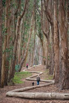 
                    
                        Walking the “Lover’s Lane” trail and Wood Line in the Presidio National Park. San Francisco
                    
                