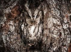 
                    
                        eastern screech owl
                    
                