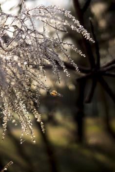 
                    
                        frozen morning dew
                    
                