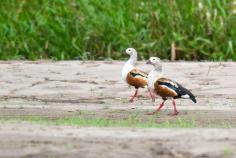 
                    
                        The Colorful Peruvian Amazon Rainforest – A Sustainable Photo Journey: Grand Orinoco Geese | The Planet D
                    
                