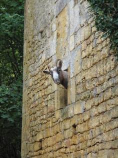 
                    
                        A goat peeking out of a window of the Chateau Pierrelacy (16th century) in the Dordogne, France
                    
                