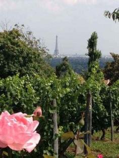 
                    
                        The Paris Vineyards, photos and article (The Good Life France)
                    
                