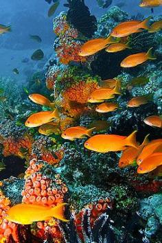 
                    
                        Tropical fish and coral reef, Apo Island, Philippines - ©Tommy Schultz
                    
                