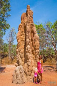 
                    
                        Giant Termite Mound, Litchfield National Park, Northern Territory, Australia
                    
                