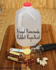 
                    
                        Make your own rabbit repellent with ingredients from your pantry. A frugal alternative to store bought rabbit repellents.
                    
                