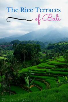 
                    
                        The stunning rice terraces of Bali
                    
                