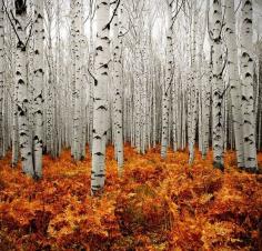 
                    
                        Aspen Forest in Colorado
                    
                