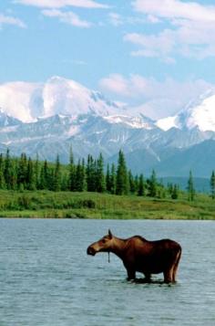 
                    
                        The Moose and the Mountain at Denali National Park ~ suitcasesandsunse...
                    
                