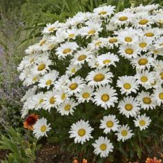 
                    
                        Live Daisy May Leucanthemum Plants (Set of 3) - For Green Thumbs Only on Joss & Main
                    
                