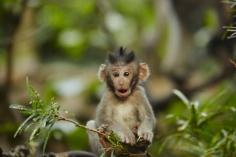 
                    
                        Things to do in Bali - 2. Cheeky monkeys  #indonesia #southeastasia #bali #discover #relax #thingstodo #people #travel #traveltherenext
                    
                