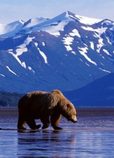 
                    
                        Brown Bear in Denali National Park, Alaska ~ suitcasesandsunse...
                    
                