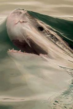 
                    
                        The Most Perfectly Timed Photos I’ve Ever Seen - What an amazing pic of a great white shark!! #shark
                    
                