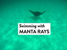 
                    
                        Swimming With Manta Rays at Ningaloo Reef in Australia
                    
                