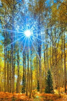 
                    
                        Autumn Sun Star « Igor Menaker
                    
                