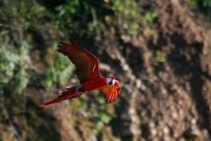 
                    
                        Amazon River, Peru: Scarlet Macaw | The Planet D
                    
                