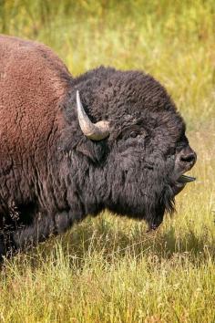 
                    
                        sublim-ature: “American Bison (Wyoming) Ignacio Palacios ”
                    
                