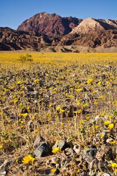 
                    
                        Gold Rush, Desert Gold Wildflowers, Badwater Road, Death Valley National Park, California
                    
                