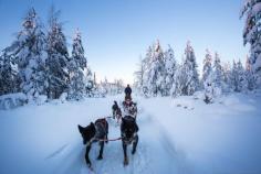 
                    
                        Husky Sledding in the Arctic Circle
                    
                