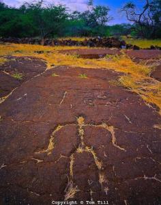 
                    
                        Petroglyph Filled With Grass, Puako Petroglyphs, Big Island of Hawaii, Hawaii
                    
                