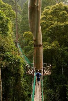 
                    
                        Borneo Rainforest Canopy Walkway
                    
                