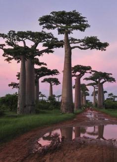 
                    
                        Madagascar. It's like a magical place lost in time, and a place I've always dreamed of visiting.
                    
                