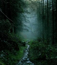 
                    
                        Mist in Rostrevor forest. Ireland (by Dazzygidds)
                    
                