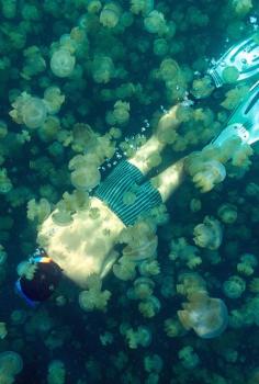 
                    
                        Jellyfish Lake at Eil Malk, Palau
                    
                