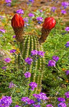 
                    
                        Sonoran Desert in Arizona,USA
                    
                