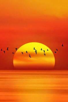 
                    
                        Amazing sunset with birds
                    
                
