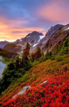 
                    
                        The Cascades, Washington
                    
                