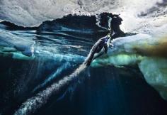 Amazing Emperor Penguins Nature Photography by Paul Nicklen   amazing photographs