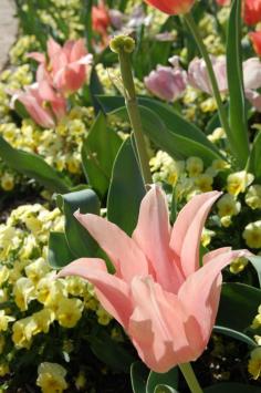 
                    
                        Spring at Maymont Park, Richmond, Virginia
                    
                