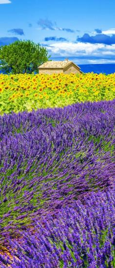 
                    
                        Scenic Lavender and Sunflower Field with Tree in Provence, France | 13 Amazing Photos of Lavender Fields that will Rock your World
                    
                