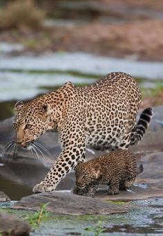 
                    
                        Following mama
                    
                