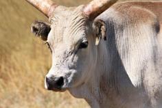 
                    
                        Hungarian Grey Cattle that roam the Puszta grasslands of eastern Hungary were saved from extinction
                    
                