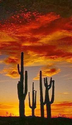 
                    
                        Arizona Sunset
                    
                