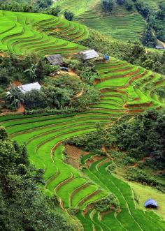 
                    
                        Terraced Fields of Rice on the Way to Ta Van by Rob Kroenert.
                    
                