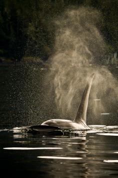 
                    
                        Breath of an Orca in Southeast Alaska; photo by .Ron Gile
                    
                