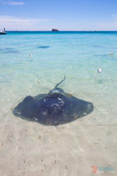 
                    
                        See wild stingrays at Hamlin Bay in the Margaret River Region of Western Australia
                    
                