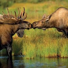 
                    
                        Moose kiss
                    
                