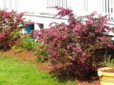 
                    
                        Our azaleas in full bloom ... Bay St. Louis, Mississippi ♥
                    
                