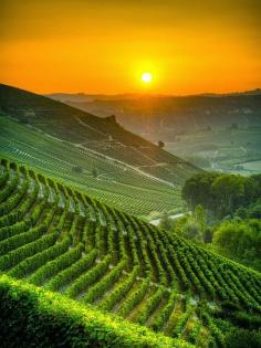 
                    
                        Italy's Vineyards at Sunset
                    
                