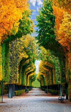 
                    
                        Fascinating Tree Tunnel, Schonbrunn Gardens, Vienna, Austria     |    30+ Truly Charming Places To See in Austria
                    
                
