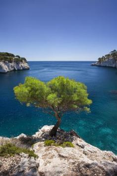 
                    
                        Lone Pine Tree Growing Out of Solid Rock, Provence, France | Beautiful prints of the world's most stunning places!
                    
                