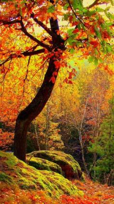 
                    
                        Forest in Autumn
                    
                