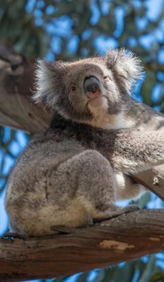 
                    
                        Is the Koala edible? Australia is blessed with an abundant array of unique animals, especially cute ones. But what may surprise you is that some of them are perfectly edible. Find out what beautiful creatures make it onto the dinner plate around Australia. #Australia #food #cute #animals #yummy
                    
                